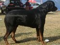 Rotweiler copy